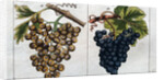 Wine Grapes by Anonymous