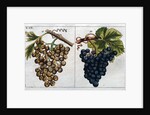 Wine Grapes by Anonymous