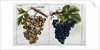 Wine Grapes by Anonymous