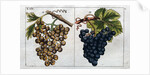Wine Grapes by Anonymous