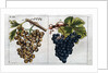 Wine Grapes by Anonymous