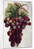 Wine Grapes by Anonymous