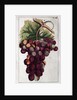 Wine Grapes by Anonymous