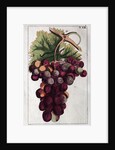 Wine Grapes by Anonymous