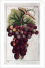 Wine Grapes by Anonymous