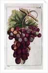 Wine Grapes by Anonymous