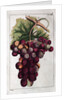 Wine Grapes by Anonymous