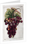 Wine Grapes by Anonymous