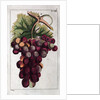 Wine Grapes by Anonymous
