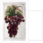 Wine Grapes by Anonymous