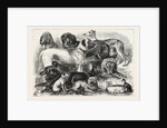 Prize Winners at the Alexandra Palace Dog Show, 1876, London by Anonymous
