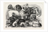 Prize Winners at the Alexandra Palace Dog Show, 1876, London by Anonymous