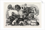 Prize Winners at the Alexandra Palace Dog Show, 1876, London by Anonymous