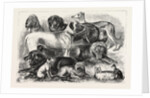 Prize Winners at the Alexandra Palace Dog Show, 1876, London by Anonymous