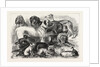 Prize Winners at the Alexandra Palace Dog Show, 1876, London by Anonymous