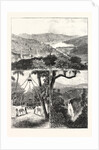 The Prince of Wales at Ceylon, 1876, Sri Lanka by Anonymous