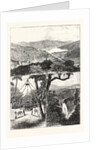 The Prince of Wales at Ceylon, 1876, Sri Lanka by Anonymous