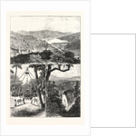 The Prince of Wales at Ceylon, 1876, Sri Lanka by Anonymous