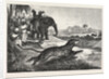 Sport in India, Hunting Antelopes with the Cheetah. Antelope, Animal, Big Cat, Wild Cat by Anonymous