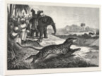 Sport in India, Hunting Antelopes with the Cheetah. Antelope, Animal, Big Cat, Wild Cat by Anonymous