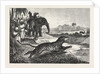 Sport in India, Hunting Antelopes with the Cheetah. Antelope, Animal, Big Cat, Wild Cat by Anonymous