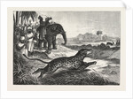 Sport in India, Hunting Antelopes with the Cheetah. Antelope, Animal, Big Cat, Wild Cat by Anonymous