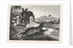 Sport in India, Hunting Antelopes with the Cheetah. Antelope, Animal, Big Cat, Wild Cat by Anonymous