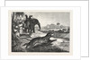 Sport in India, Hunting Antelopes with the Cheetah. Antelope, Animal, Big Cat, Wild Cat by Anonymous
