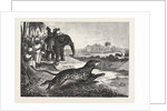 Sport in India, Hunting Antelopes with the Cheetah. Antelope, Animal, Big Cat, Wild Cat by Anonymous