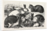 The Cat, Rabbit, and Guinea-Pig Show at the Alexandra Palace by Anonymous