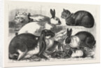 The Cat, Rabbit, and Guinea-Pig Show at the Alexandra Palace by Anonymous