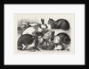 The Cat, Rabbit, and Guinea-Pig Show at the Alexandra Palace by Anonymous
