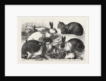 The Cat, Rabbit, and Guinea-Pig Show at the Alexandra Palace by Anonymous