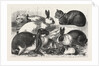 The Cat, Rabbit, and Guinea-Pig Show at the Alexandra Palace by Anonymous