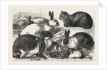 The Cat, Rabbit, and Guinea-Pig Show at the Alexandra Palace by Anonymous