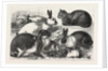 The Cat, Rabbit, and Guinea-Pig Show at the Alexandra Palace by Anonymous