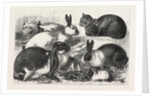 The Cat, Rabbit, and Guinea-Pig Show at the Alexandra Palace by Anonymous