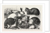 The Cat, Rabbit, and Guinea-Pig Show at the Alexandra Palace by Anonymous
