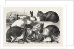 The Cat, Rabbit, and Guinea-Pig Show at the Alexandra Palace by Anonymous