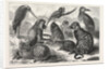 Lieutenant Cameron's Additions to the Zoo by Anonymous