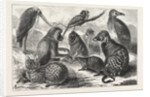 Lieutenant Cameron's Additions to the Zoo by Anonymous