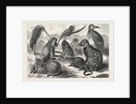 Lieutenant Cameron's Additions to the Zoo by Anonymous