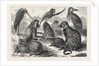Lieutenant Cameron's Additions to the Zoo by Anonymous