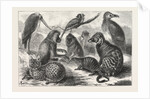 Lieutenant Cameron's Additions to the Zoo by Anonymous