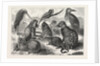 Lieutenant Cameron's Additions to the Zoo by Anonymous