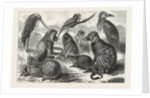 Lieutenant Cameron's Additions to the Zoo by Anonymous