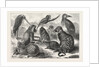Lieutenant Cameron's Additions to the Zoo by Anonymous