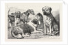 Winners at the Dog Show of the Kennel Club by Anonymous
