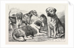 Winners at the Dog Show of the Kennel Club by Anonymous