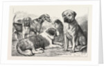 Winners at the Dog Show of the Kennel Club by Anonymous
